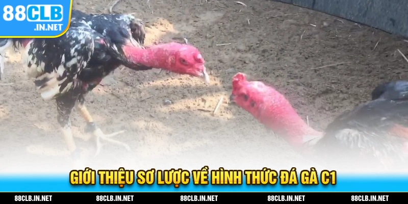 Đá Gà C1 - Thăng Hoa Cùng Những Trận Đối Đầu Đặc Sắc 1 Giới thiệu sơ lược về hình thức giải trí đá gà C1