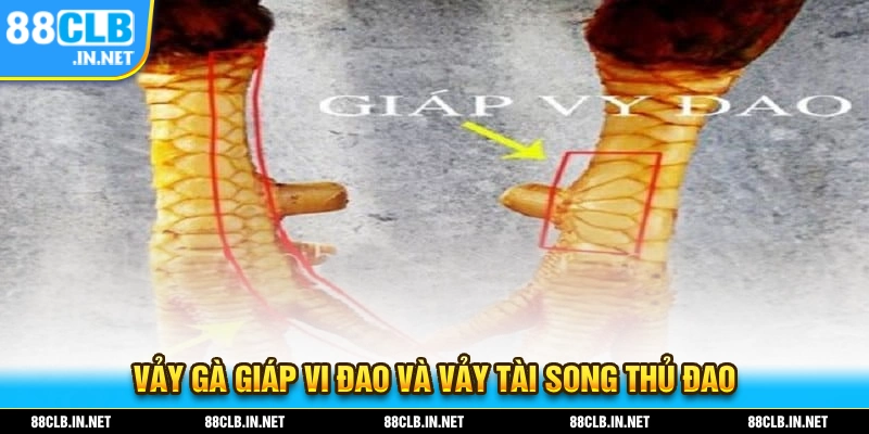 2 loại vảy gà giúp vi đao và vảy tài xong thủ đao và đặc điểm